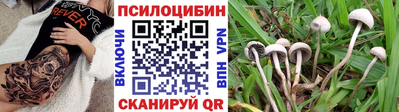 Галлюциногенные грибы Cubensis  darknet какой сайт  Волгодонск 